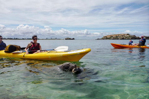 Seal Island And Penguin Island Or Point Peron Sea Kayak Tour - Attractions 0