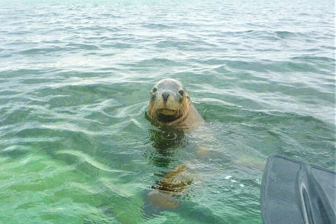 Seal Island And Penguin Island Or Point Peron Sea Kayak Tour - Attractions 1