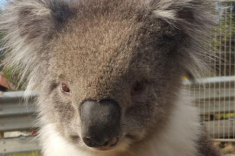 Full-Day Great Ocean Road Tour From Melbourne - Attractions 3