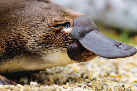 2 Day Great Ocean Road Tour And Platypus Paddle - Attractions 3