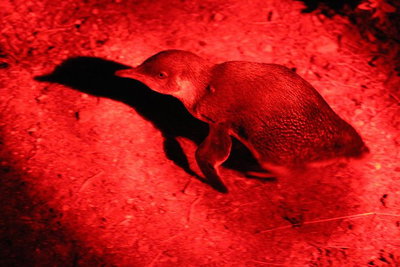 Small-Group Kangaroo Island 4WD Night Tour