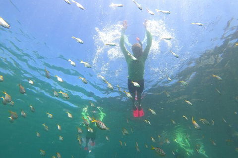 Manly Snorkel Trip And Nature Walk With Local Guide - Attractions 0