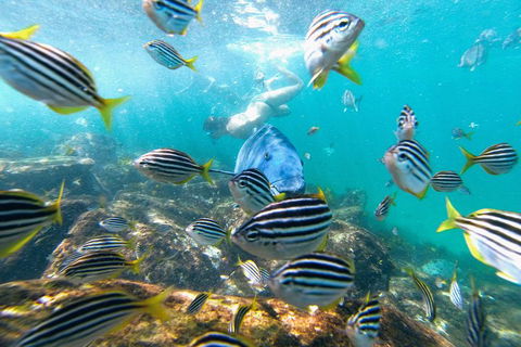 Manly Snorkel Trip And Nature Walk With Local Guide - Attractions 2