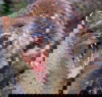 After Dark Tasmanian Devil Feeding Tour at Cradle Mountain - Attractions
