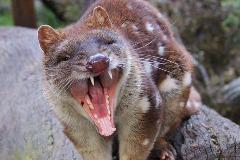 After Dark Tasmanian Devil Feeding Tour At Cradle Mountain - Attractions 0