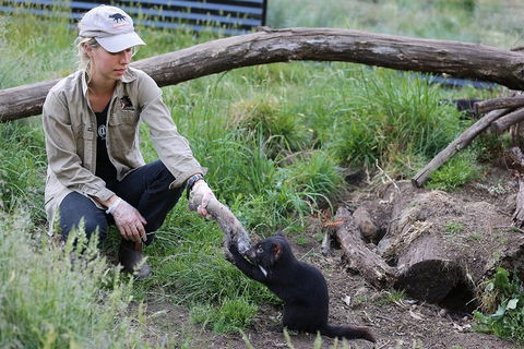 After Dark Tasmanian Devil Feeding Tour At Cradle Mountain - Attractions 1