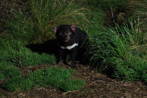 After Dark Tasmanian Devil Feeding Tour At Cradle Mountain - Attractions 4