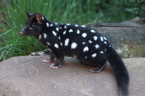 After Dark Tasmanian Devil Feeding Tour At Cradle Mountain - Attractions 5