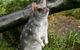 1-Hour Tasmanian Devil Feeding Day Tour At Cradle Mountain - thumb 0