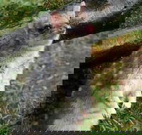 1-Hour Tasmanian Devil Feeding Day Tour at Cradle Mountain - Attractions