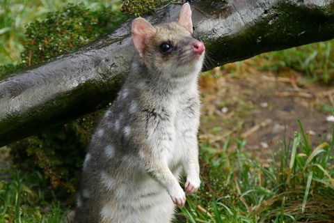 1-Hour Tasmanian Devil Feeding Day Tour At Cradle Mountain - Attractions 0
