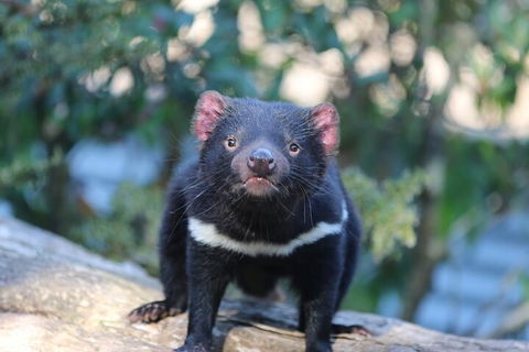 1-Hour Tasmanian Devil Feeding Day Tour At Cradle Mountain - Attractions 1