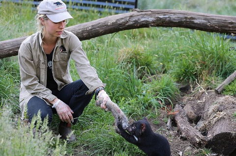 1-Hour Tasmanian Devil Feeding Day Tour At Cradle Mountain - Attractions 2