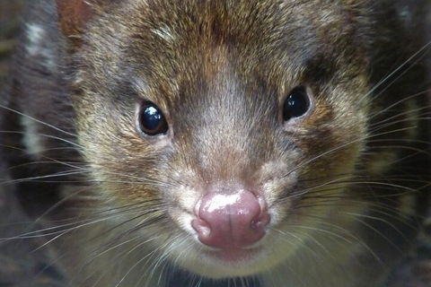 1-Hour Tasmanian Devil Feeding Day Tour At Cradle Mountain - Attractions 3