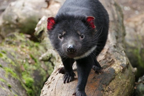 1-Hour Tasmanian Devil Feeding Day Tour At Cradle Mountain - Attractions 4