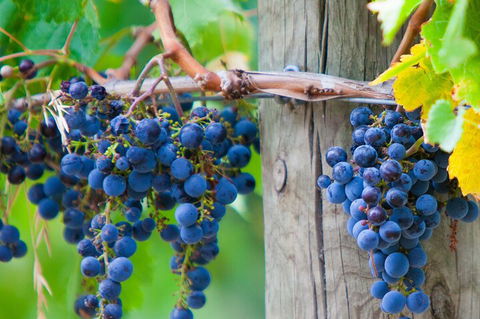 Yarra Valley, Dandenong Ranges Inc. Lunch With Wine,plus Morning Tea,chocolate - See Attractions 0