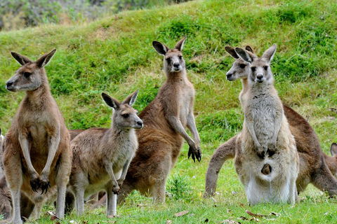 Private Day Tour Of Phillip Island Wildlife And Brighton Beach - Attractions 2