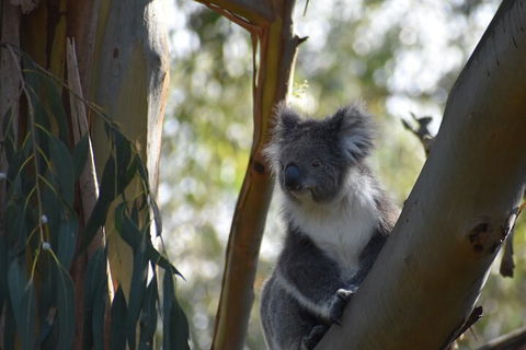 Private Day Tour Of Phillip Island Wildlife And Brighton Beach - Attractions 3