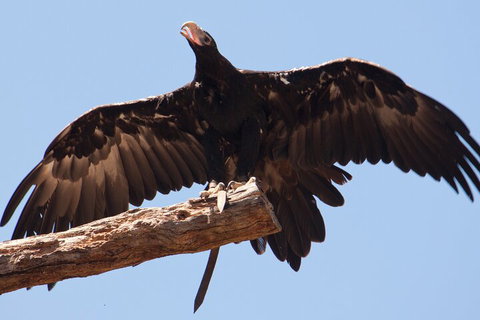 Puffing Billy And Healesville Sanctuary Scenic Tour - Attractions 4