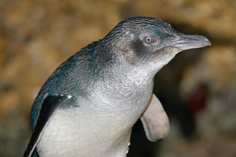 Healesville Sanctuary And Phillip Island Wildlife Bus Tour - Attractions 4