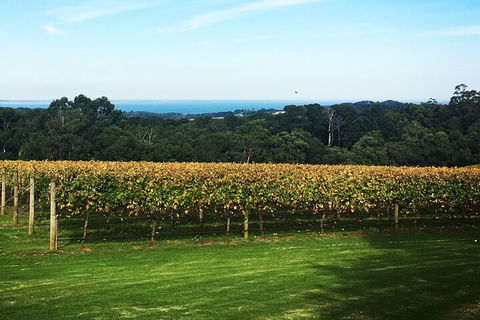 Yarra Valley Wine Tour Inc Lunch With A Glass Of Wine, Tastings And Chocolate - Attractions 2