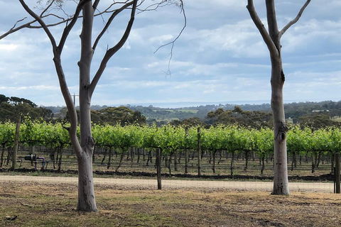 Yarra Valley Wine Tour Inc Lunch With A Glass Of Wine, Tastings And Chocolate - Attractions 3