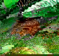 3-Day Small-Group Tour of North Queensland with Pick Up - Attractions