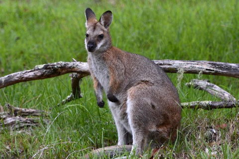 Ultimate Blue Mountains And Wildlife Tour - Attractions 0
