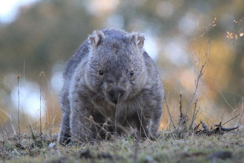 Ultimate Blue Mountains And Wildlife Tour - Attractions 3