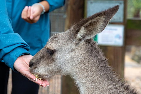 Private Blue Mountains Escape The Crowds SUV Tour - See Attractions 2