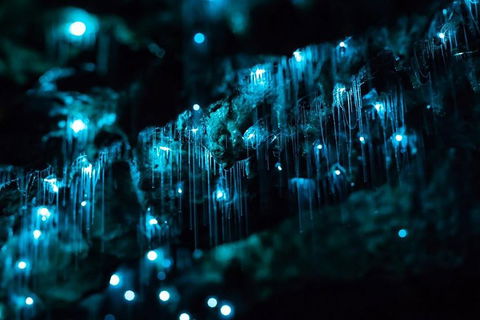 Hinterland Magic & Glow-worm Experience - Attractions 1