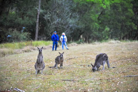 Blue Mountains Private Tour From Sydney - Attractions 2