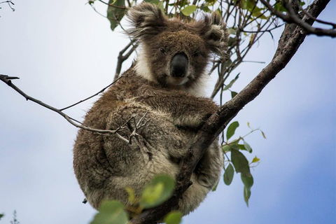 Phillip Island And French Island Wildlife Expedition - Attractions Las Vegas 3