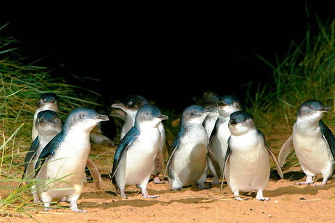 Phillip Island Penguins Private Tour - See Attractions 0