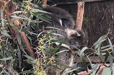 Phillip Island Penguins Private Tour - See Attractions 2