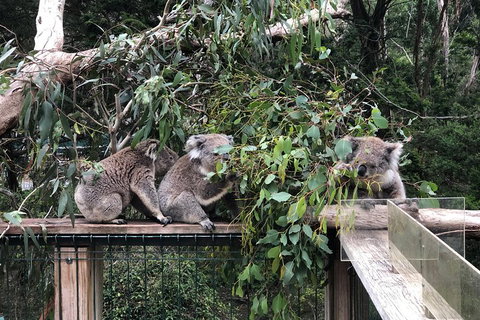 Phillip Island Penguins Private Tour - See Attractions 3