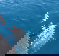 Noosa Wild Dolphin Safari - See Attractions