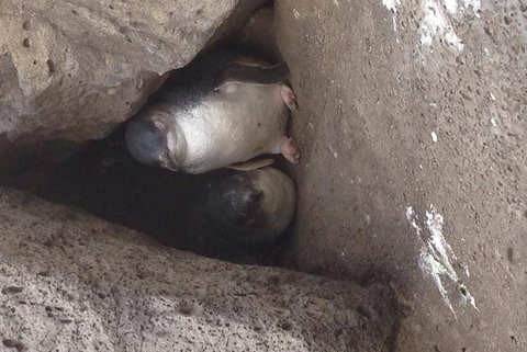 Food Tour Melbourne - St Kilda - Attractions 3