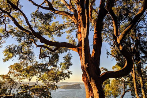 Manly & Sydney's Northern Beaches With 'Personalised Sydney Tours' - Attractions 4