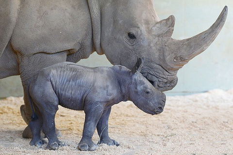 Croc Express To Australia Zoo From Gold Coast - Attractions 0