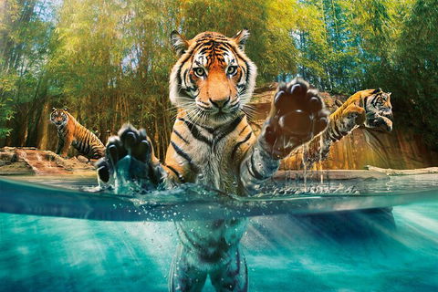 Croc Express To Australia Zoo From Gold Coast - Attractions 3