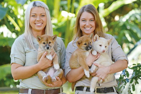 Croc Express To Australia Zoo From Gold Coast - Attractions 4