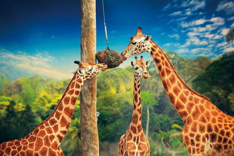 Croc Express To Australia Zoo From Gold Coast - Attractions 5