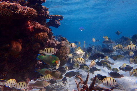 Lagoon Explorer - Ningaloo Reef Full-Day Kayaking And Snorkeling Adventure - Attractions 2