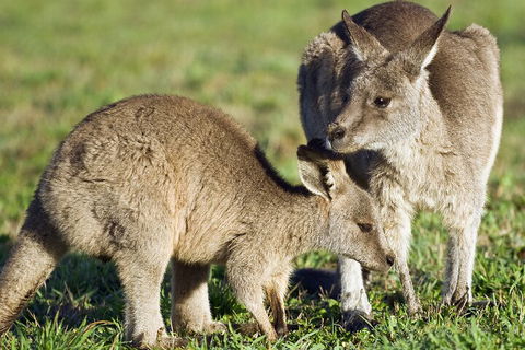 LGBT+ Friendly Full Day Phillip Island Private Tour - Attractions 3