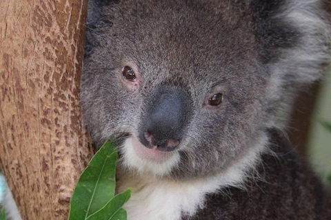 All Inclusive Blue Mountains Small-Group Day Trip From Sydney - Attractions 1