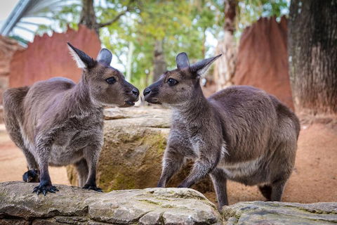The Ultimate Sydney Attractions Pass - Attractions 2