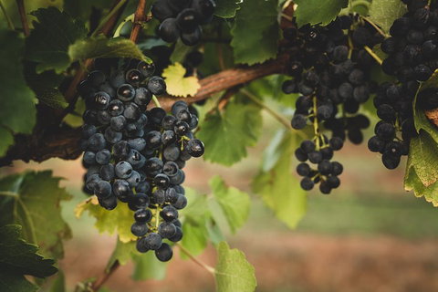 Hideaway Private Tours Hunter Valley- Indulgence Wine Tour (Full Day) - Attractions 3
