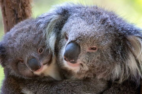 Half-Day Or Full-Day Tour With Private Guide From Melbourne - Attractions 1