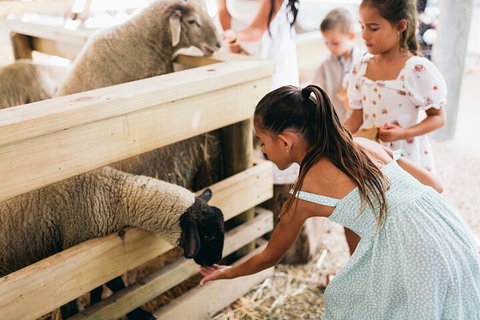 Tropical Fruit World Farm Full Tour - Attractions 1